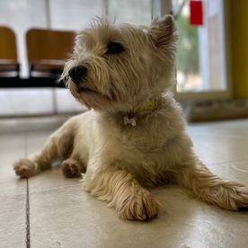 Centre Veterinari La Cala perro en sala de espera